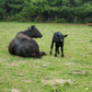 10 LB Premium Pastured Beef Sampler Box