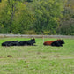 Perfectly Pastured Beef- Lock 2025 Prices for 2026 Beef!