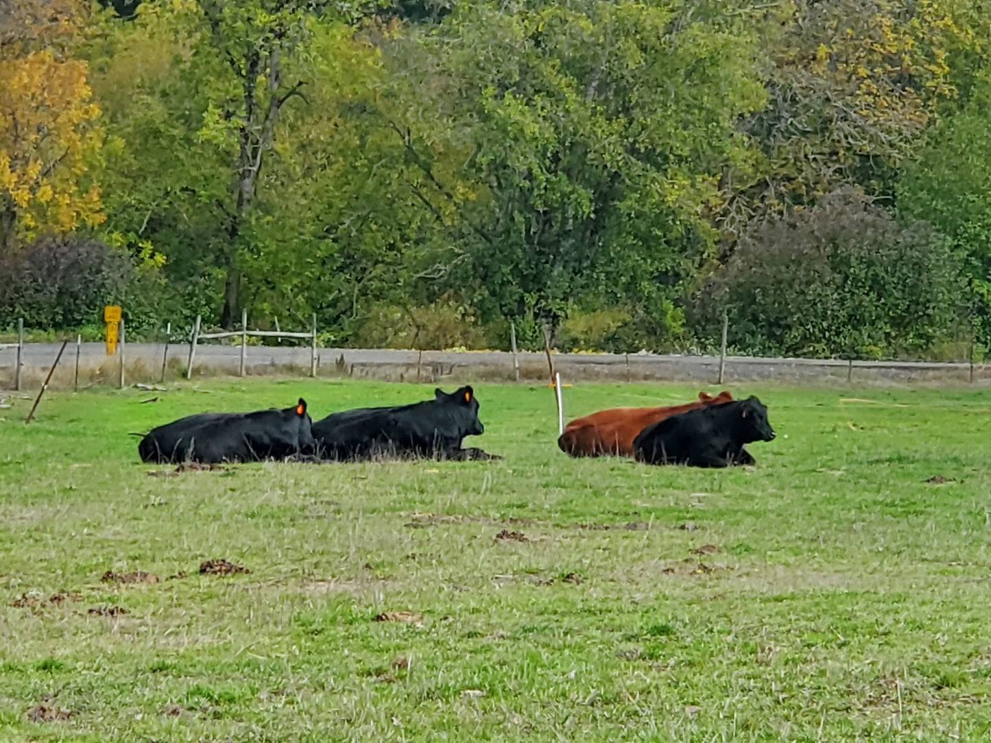 Perfectly Pastured Beef- Lock 2025 Prices for 2026 Beef!