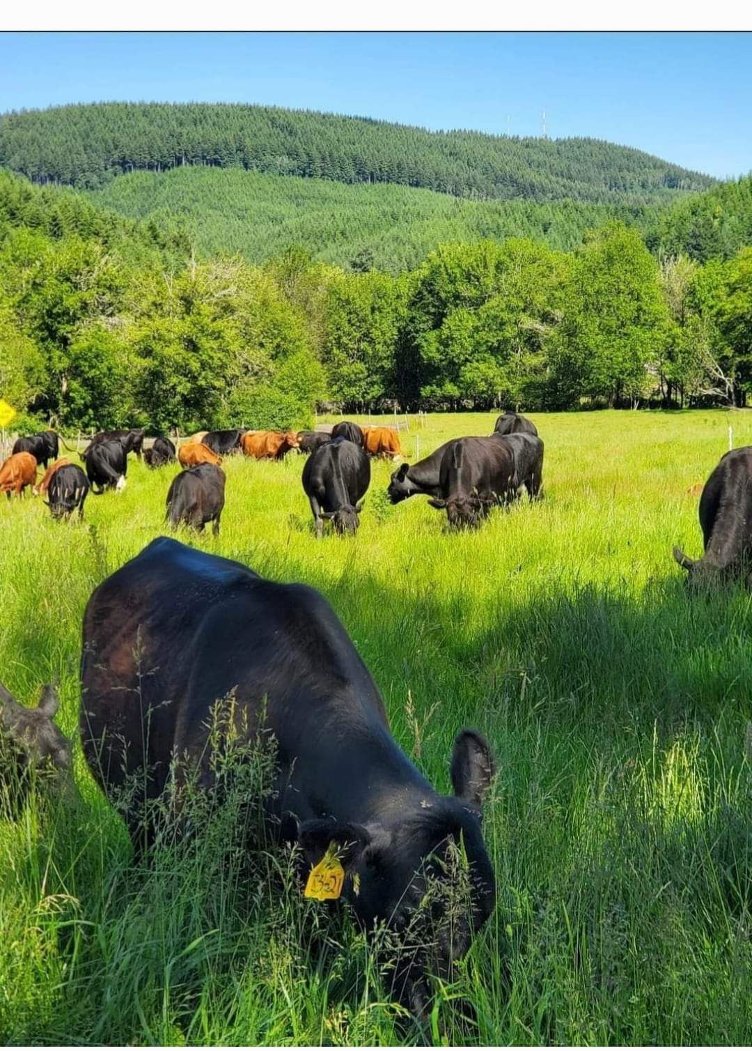 20 LB Premium Pastured Beef Sampler Box