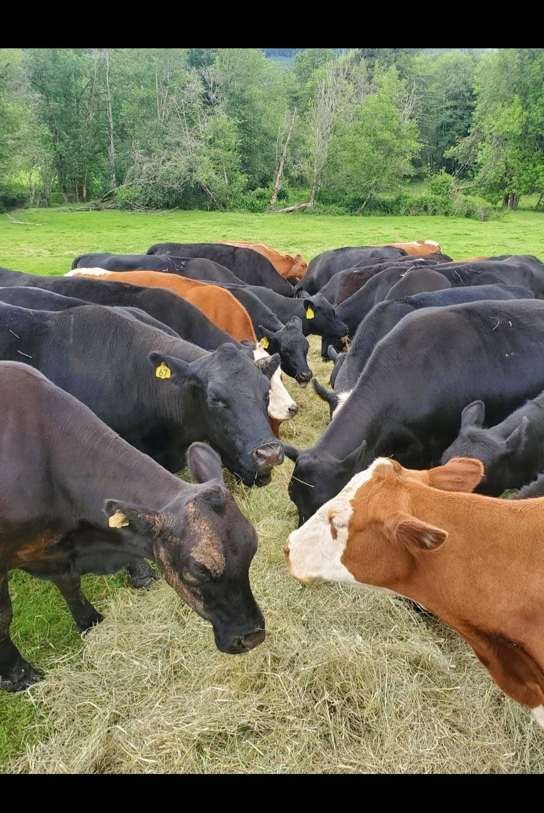 20 LB Premium Pastured Beef Sampler Box