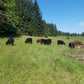 Perfectly Pastured Ground Beef Box -10 lbs