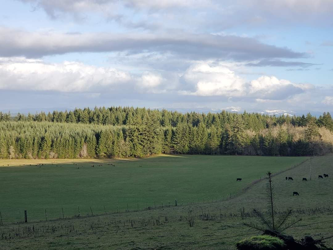 20 LB Premium Pastured Beef Sampler Box