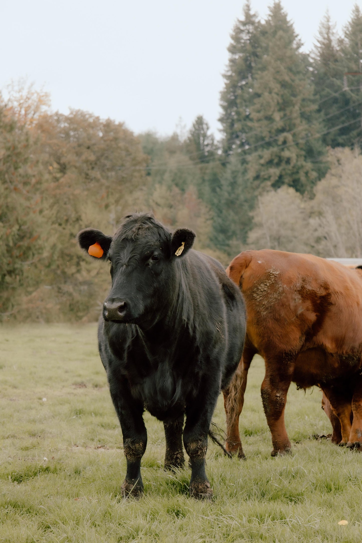 20 LB Premium Pastured Beef Sampler Box