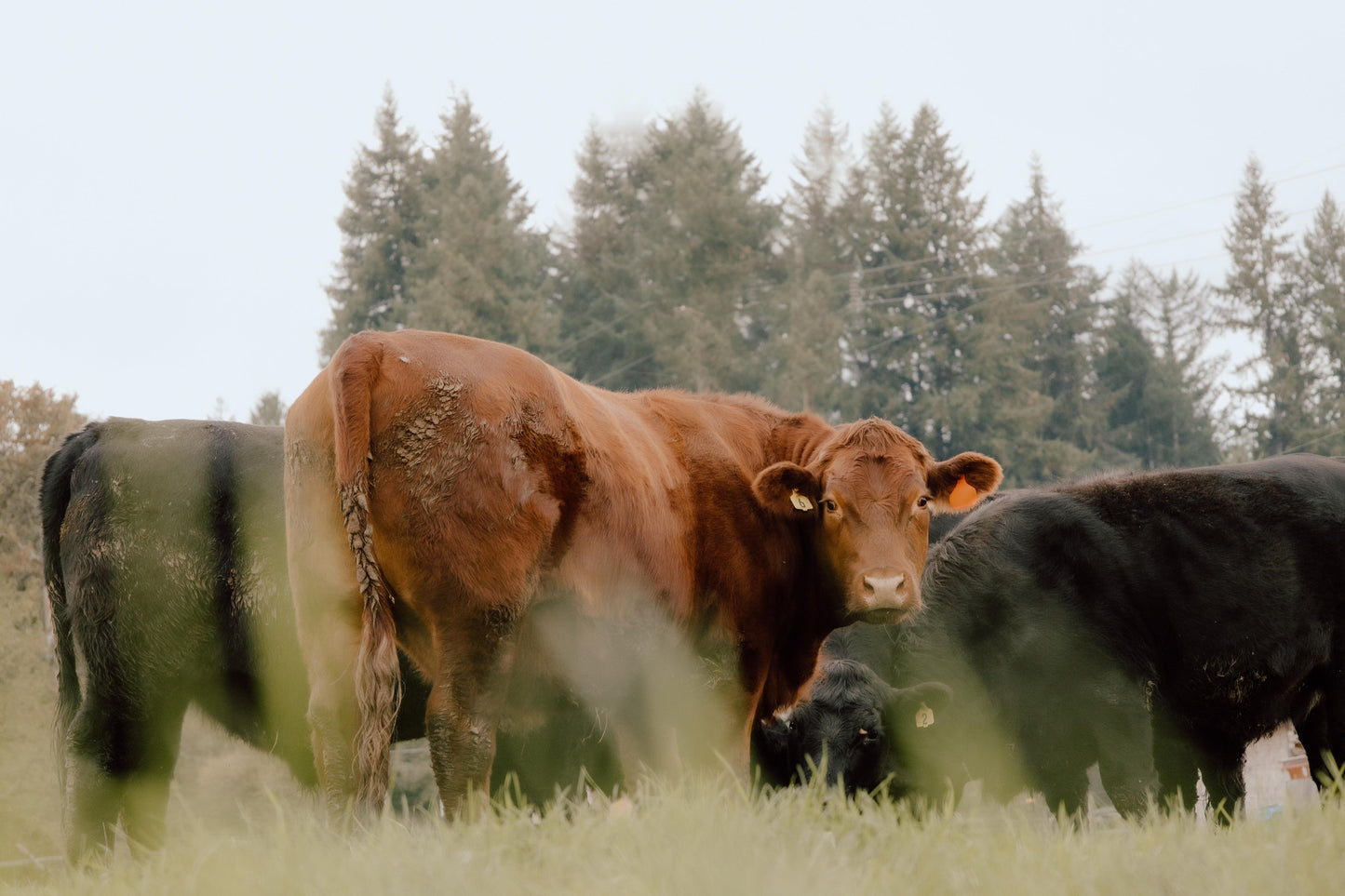 20 LB Premium Pastured Beef Sampler Box